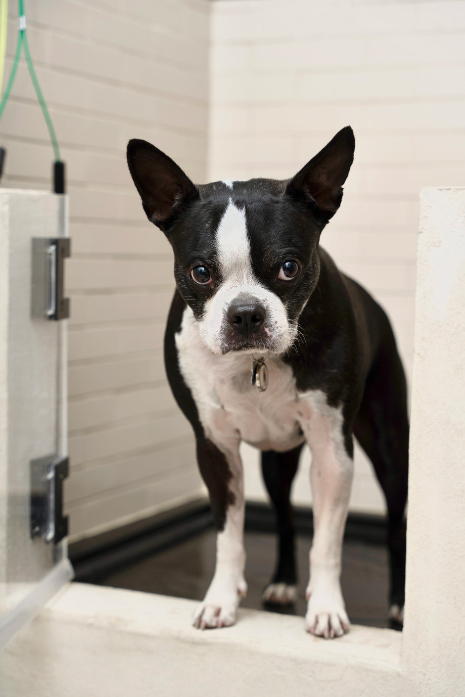 Boston Terrier enjoying a grooming session at ATD Clubhouse in Montreal