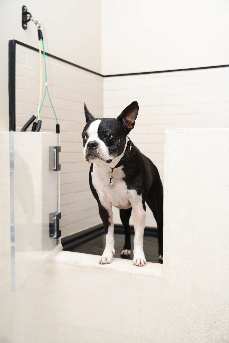 Boston Terrier during professional dog grooming session at ATD Clubhouse in Montreal.