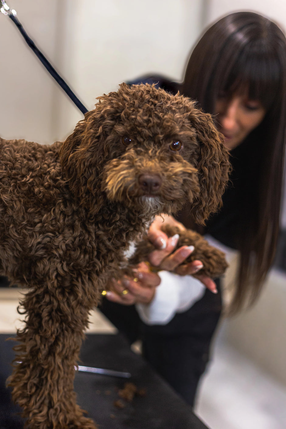 Curly-coated dog receiving a professional grooming session at ATD Clubhouse in Montreal
