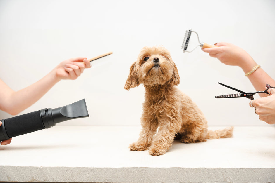 Small poodle mix receiving grooming with scissors, brush, and dryer at a dog grooming salon in Montreal