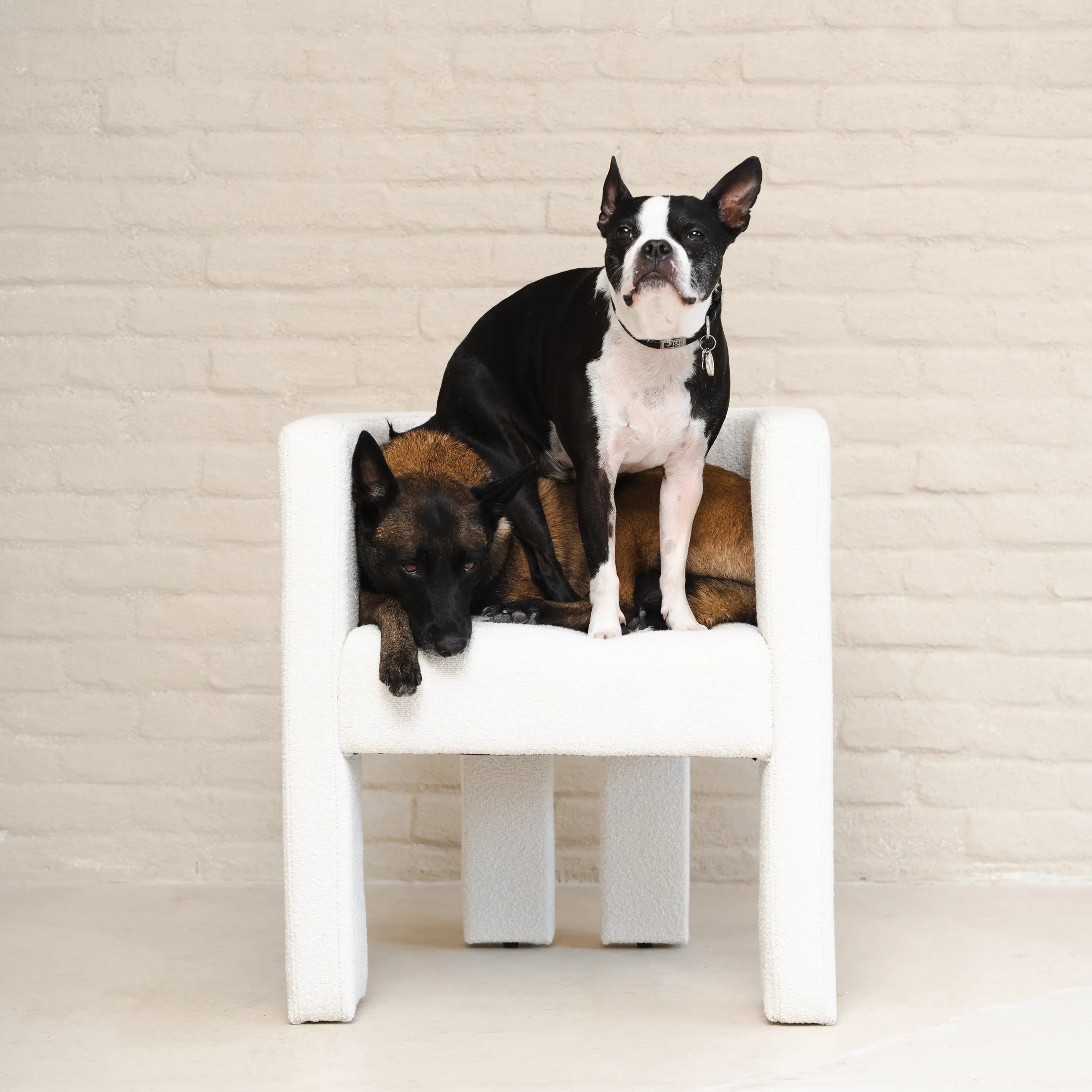 Half-Day Daily Care for Dogs Over 10 lbs.