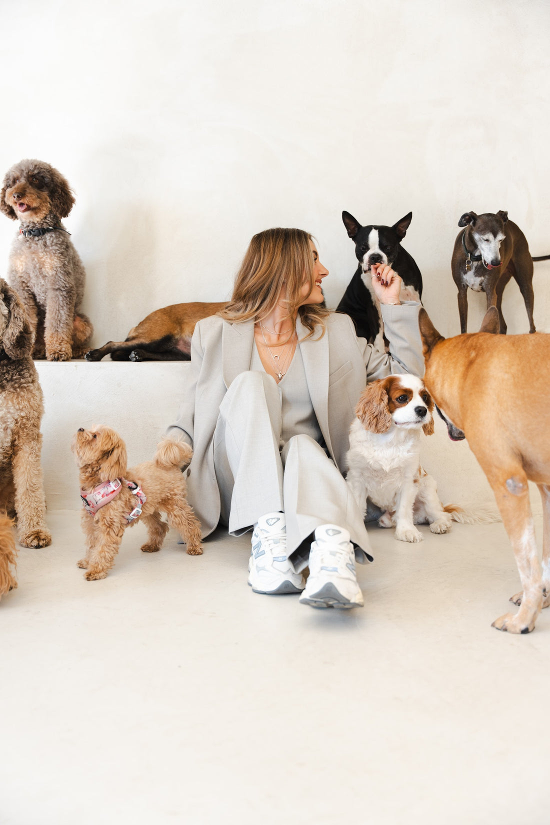 Woman in a beige suit sits on the floor reaching toward a Boston terrier, ringed by several dogs of mixed breeds.