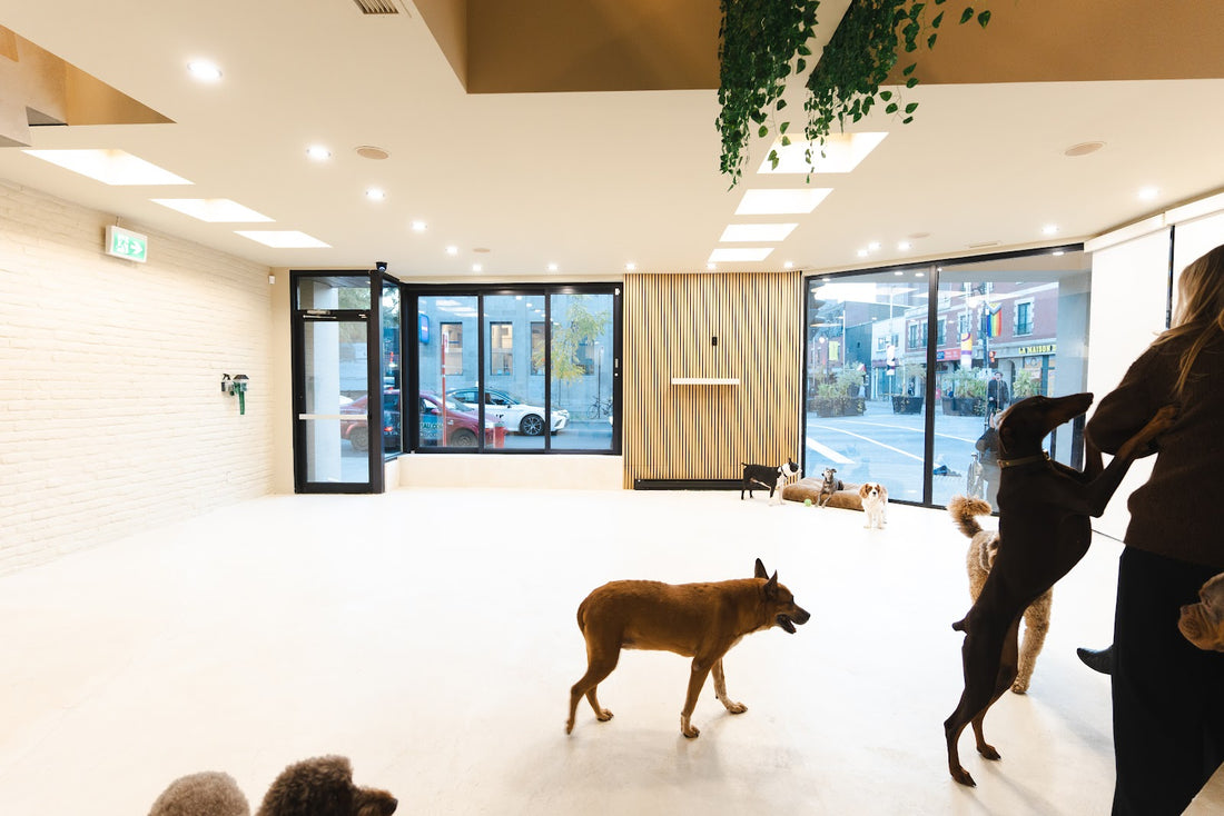 Dogs of various sizes playing in a bright open daycare room with big windows and a wood feature wall.