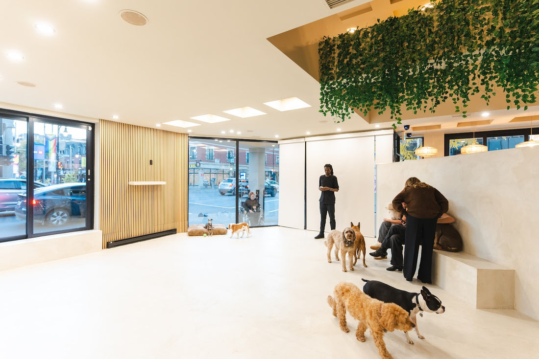 Staff and clients with several dogs in a sunny daycare room with trailing greenery overhead.