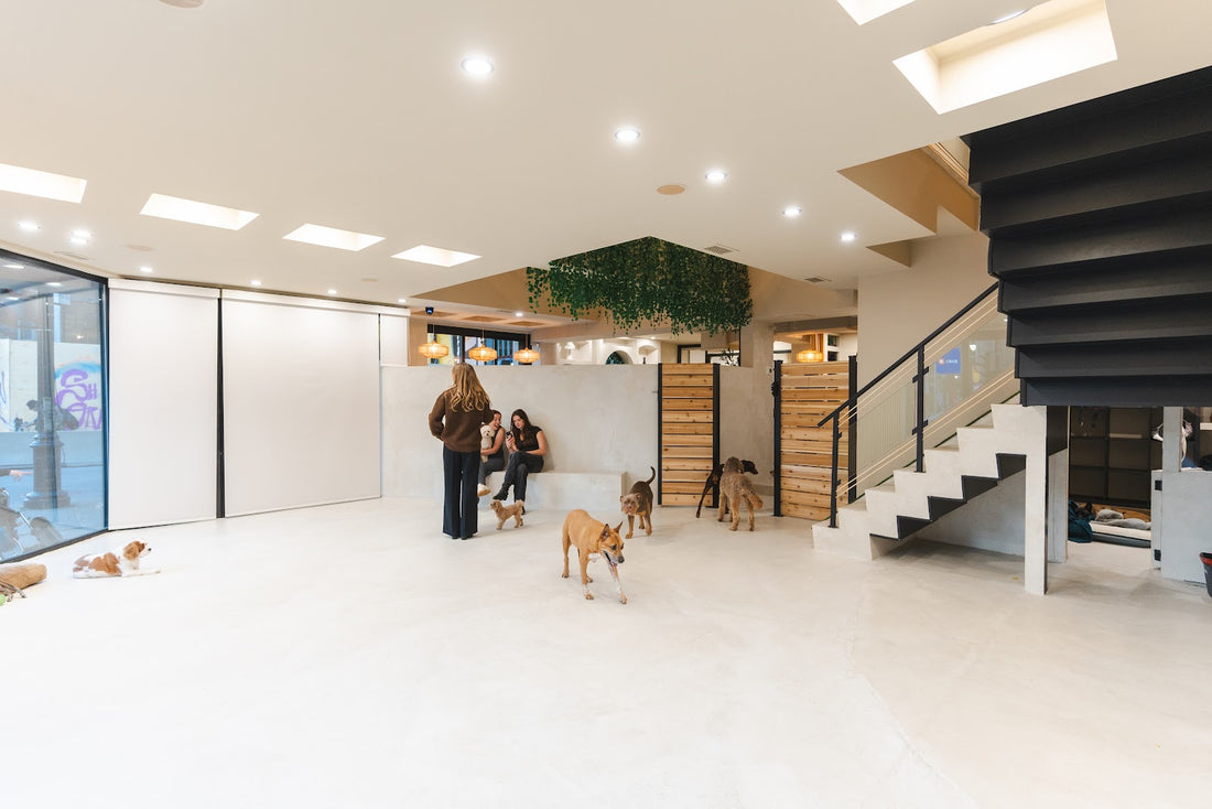 Spacious daycare floor with several dogs playing near a modern staircase and slatted wood walls.
