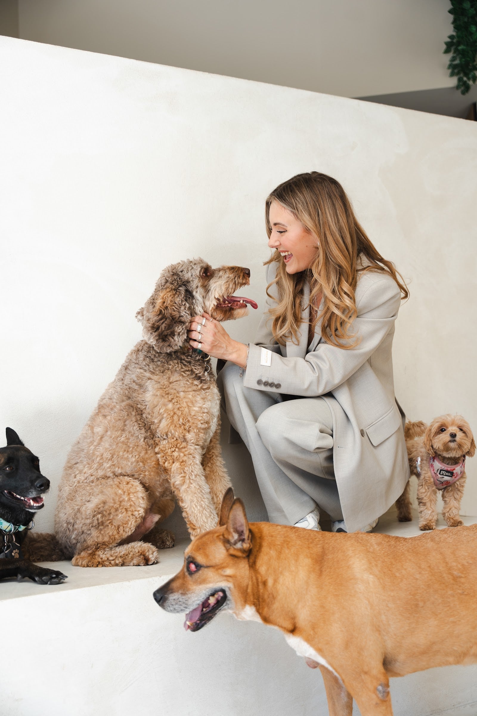 Crouching woman in a beige suit laughs face-to-face with a big curly apricot dog while three other dogs gather around.