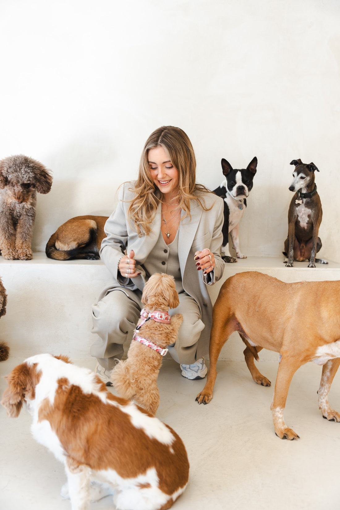 Smiling woman crouches among six dogs of varied breeds arranged on and around a low pale ledge.