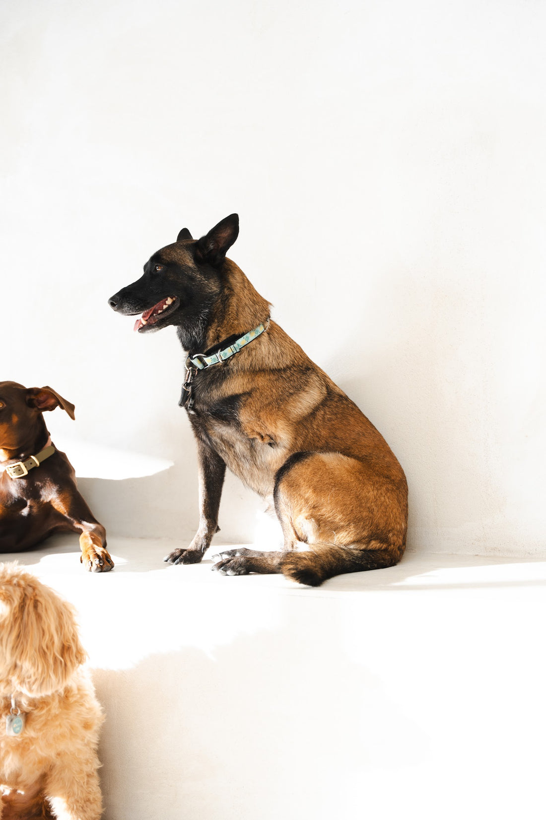 Tan Belgian Malinois sits in profile among other dogs in a bright open daycare space.
