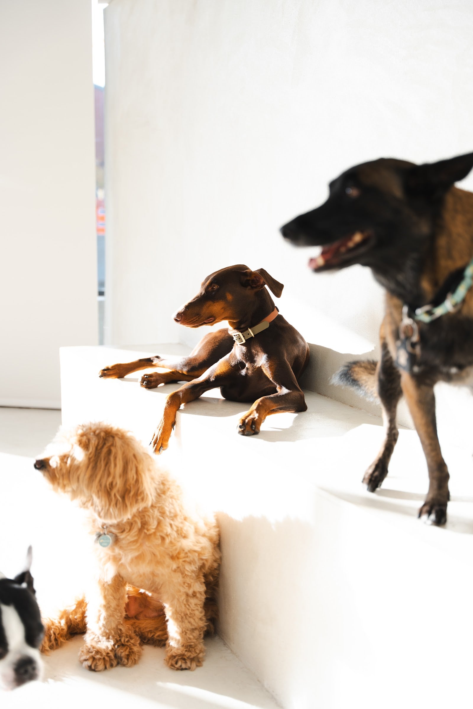 Group of dogs resting and standing on bright white platforms in a sunny daycare area.