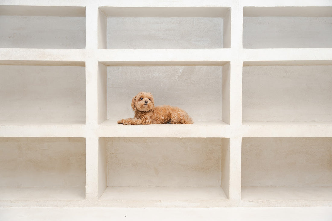 Small apricot doodle lying in a rectangular niche within a beige grid of cubbies.