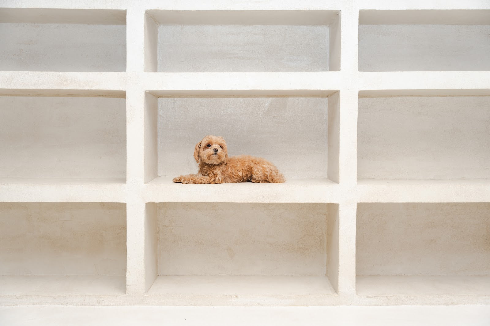 Small apricot doodle lying in a rectangular niche within a beige grid of cubbies.
