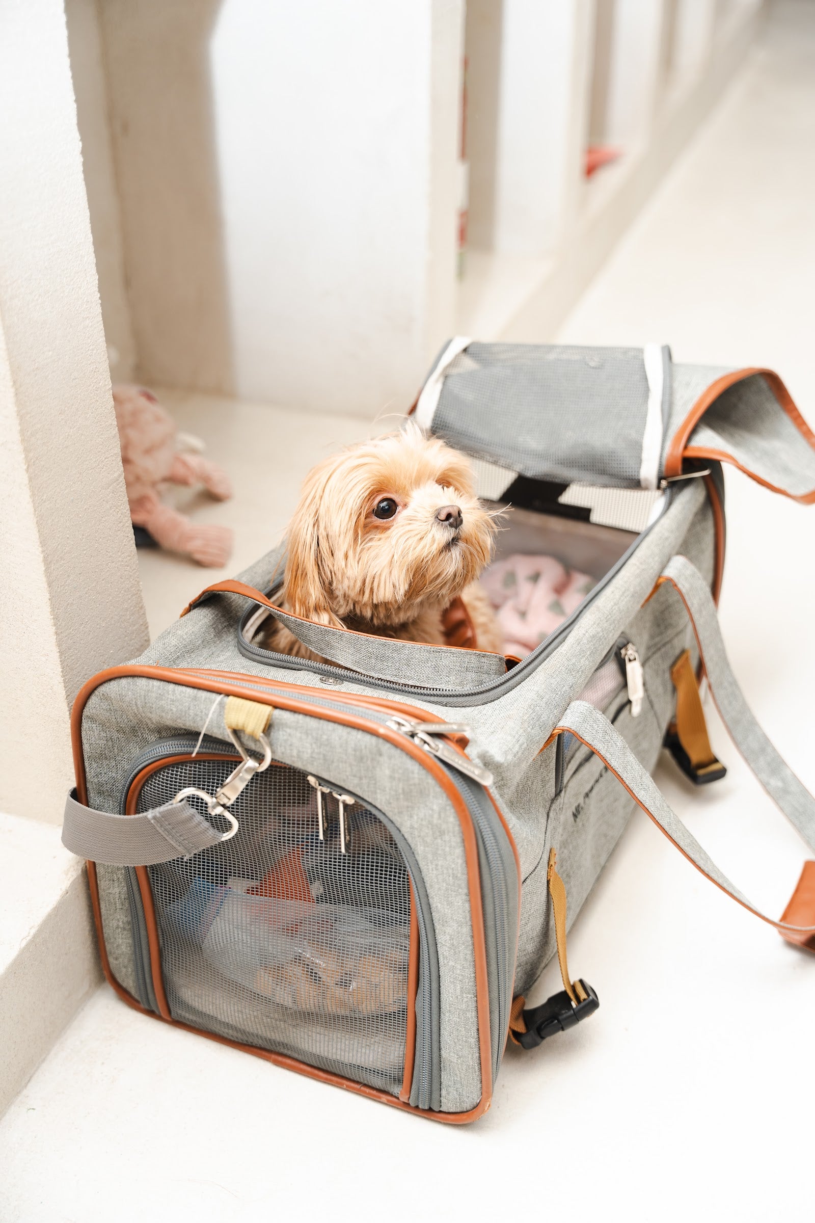 Small apricot dog sitting inside an open grey mesh travel carrier on a bright floor.