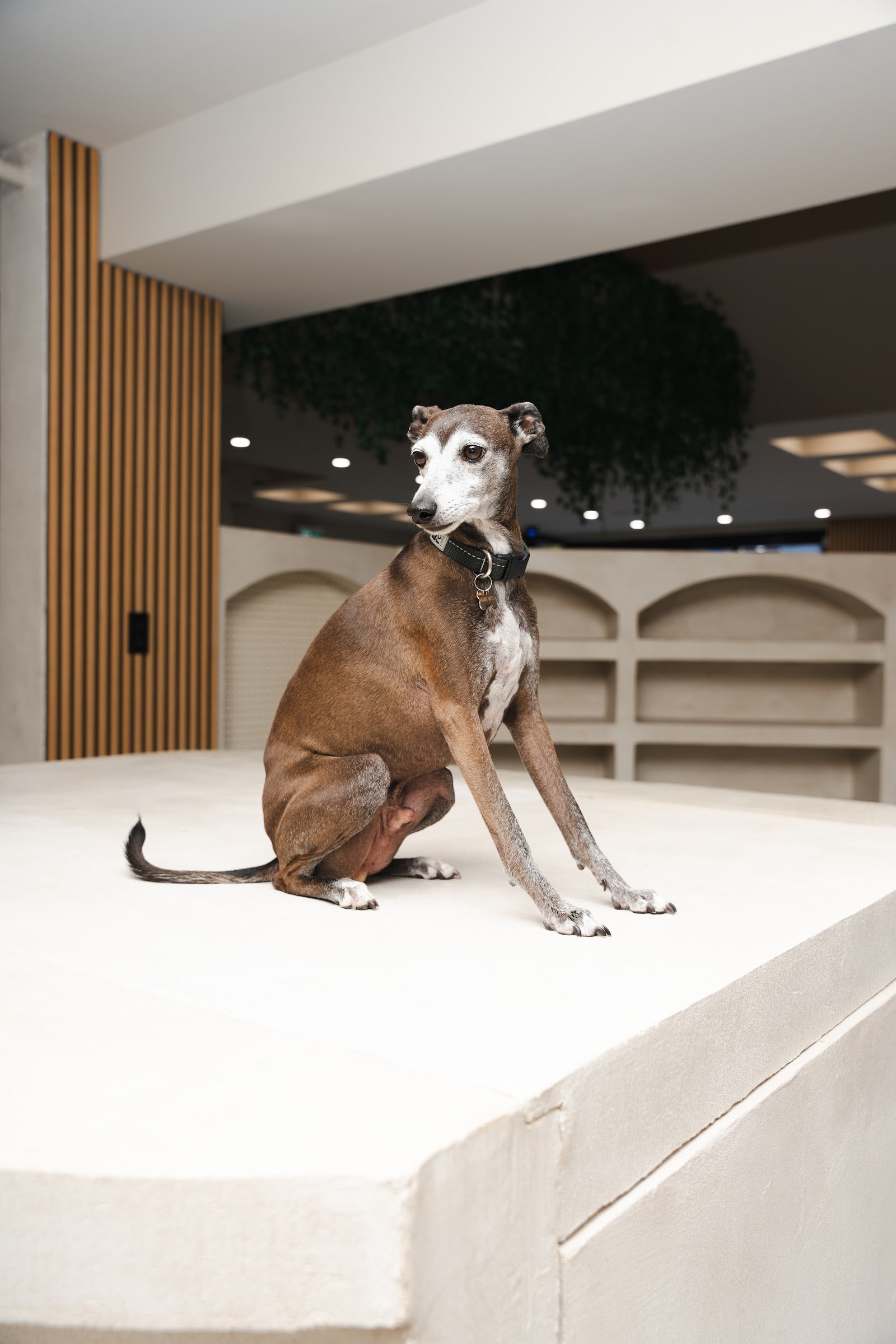 Senior brown Italian greyhound sits on a pale plinth in a modern reception with wood slats and hanging greenery.
