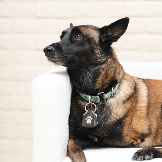 Dog relaxing after a grooming session at ATD Clubhouse in Montreal, showcasing our Bath and Tidy service for clean, refreshed coats.