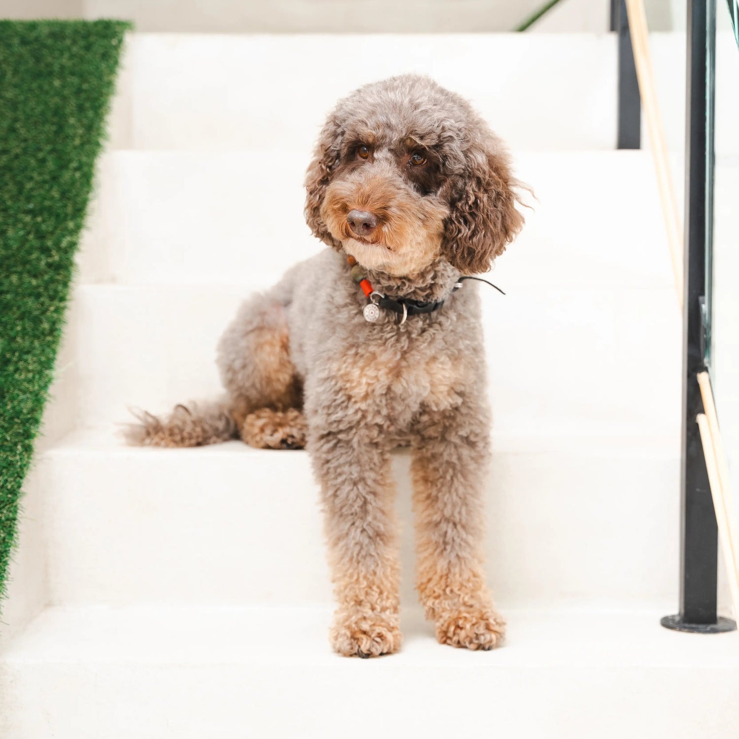 Dog Grooming Add-Ons
