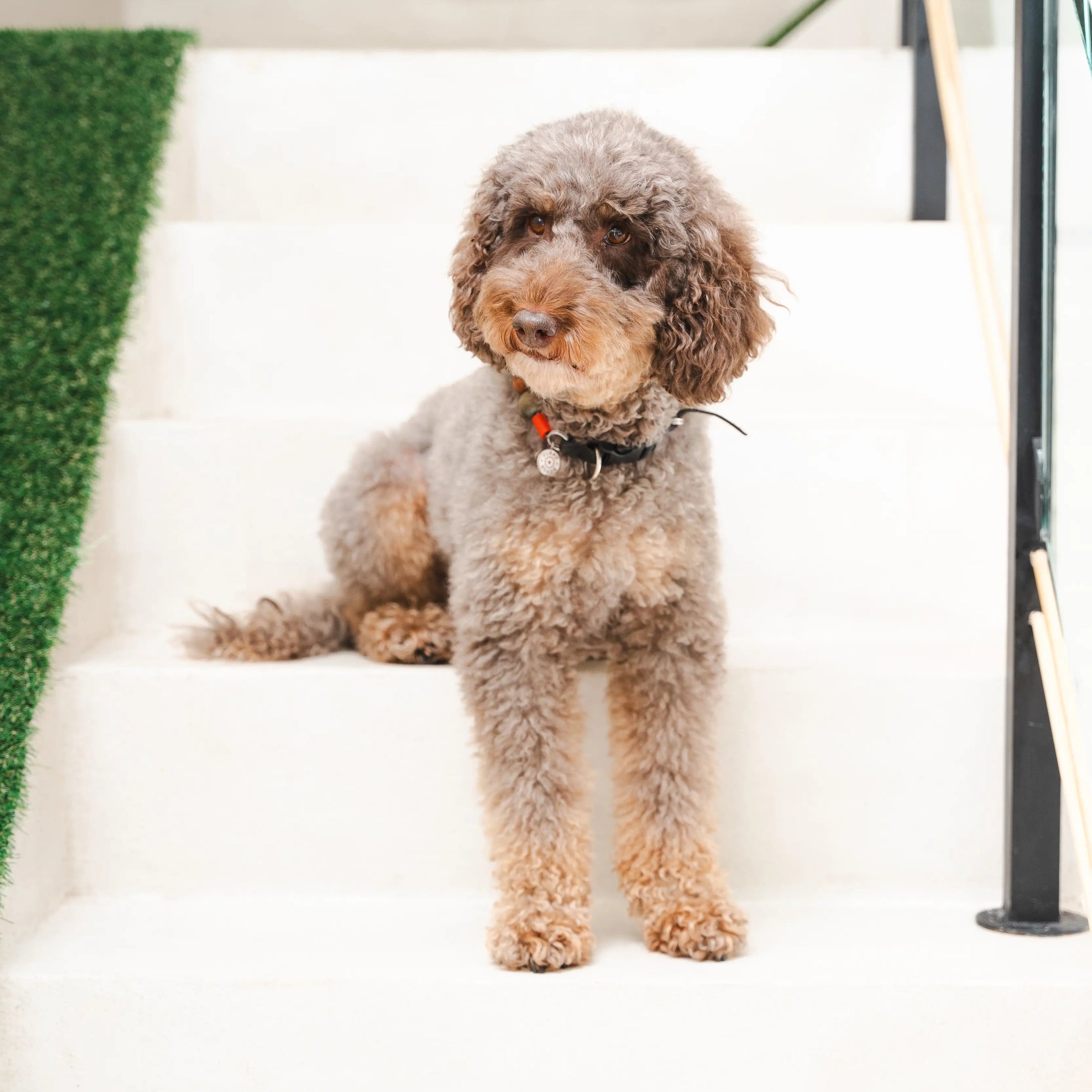 Curly-coated dog sitting on stairs after deshedding treatment at ATD Clubhouse in Montreal, looking fresh and well-groomed.