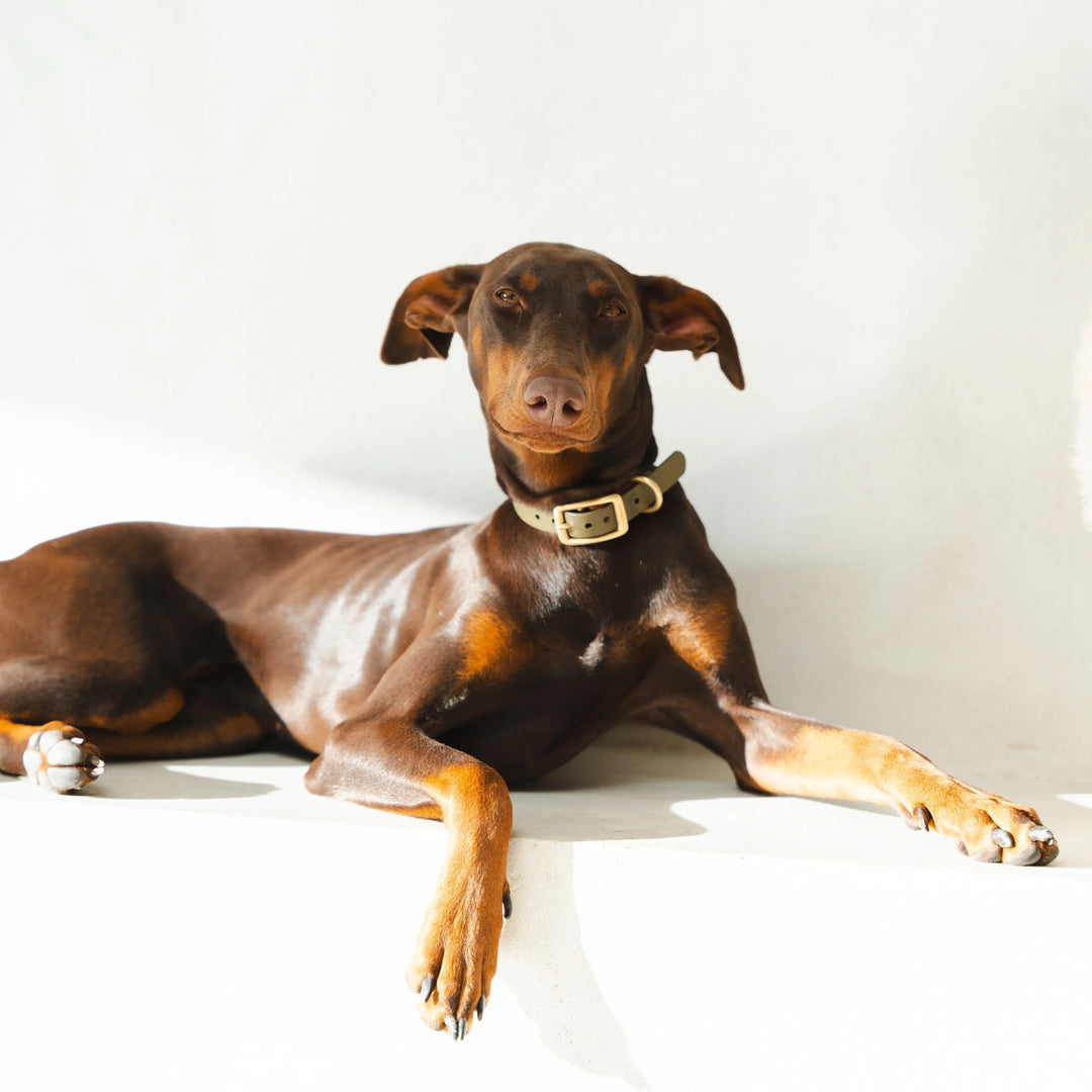 Doberman relaxing after a professional dog bath at ATD Clubhouse in Montreal