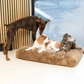 Full Day Daily Care for Dogs Over 10 lbs.