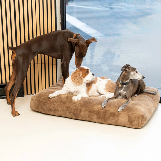 Three dogs relaxing together on a plush dog bed at ATD Clubhouse in Montreal, enjoying supervised indoor play during daily care.