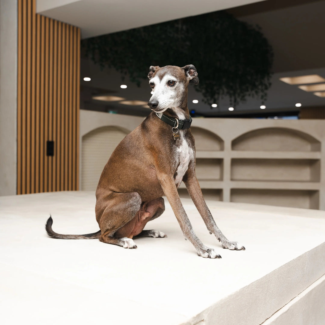 Dog sitting alertly during an initial evaluation at ATD Clubhouse in Montreal to assess social compatibility and comfort in a group setting.