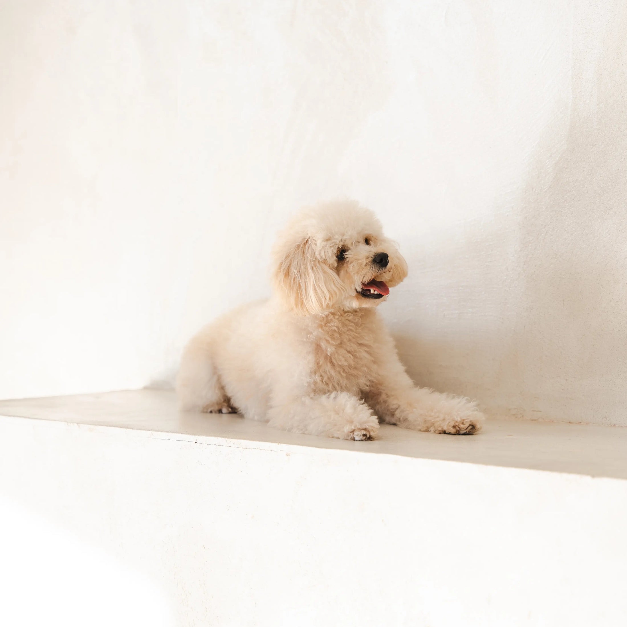 Small white poodle with fluffy fur lying down after grooming at ATD Clubhouse Montreal