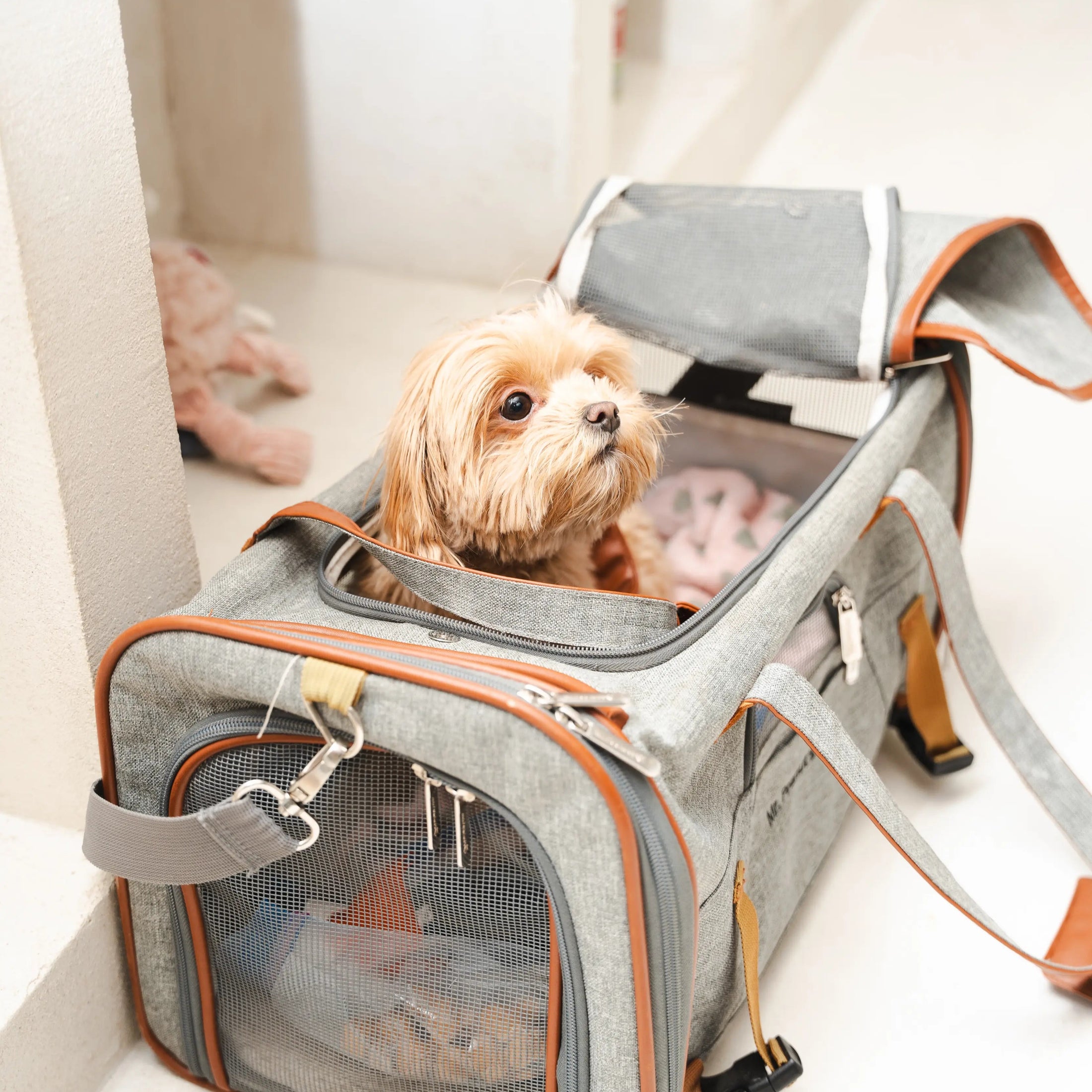 Small dog in a travel carrier for transportation to dog daycare in Montreal