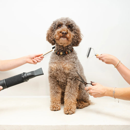 Long-haired dog receiving a full grooming session at ATD Clubhouse in Montreal, surrounded by groomers with tools and gentle care.
