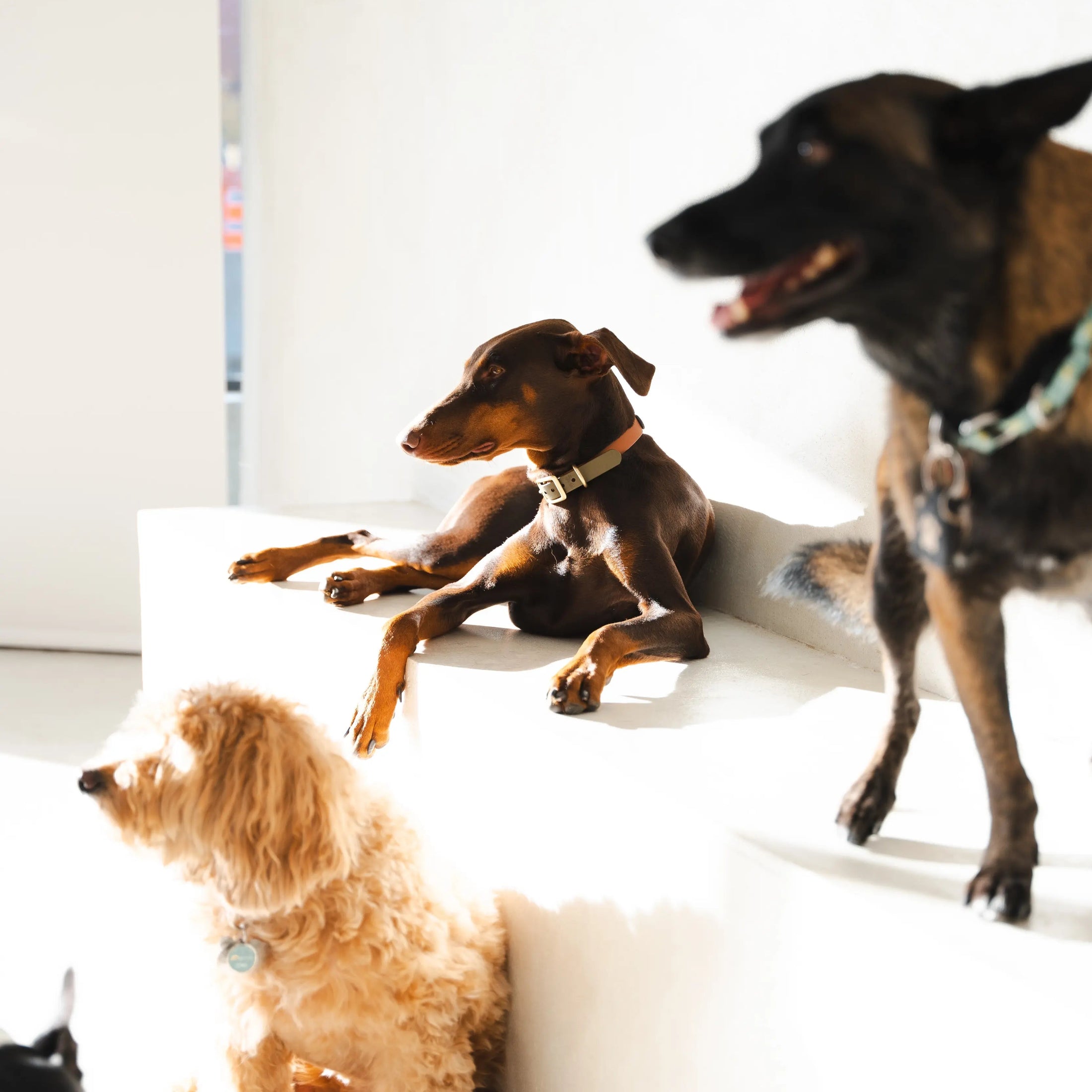 Group of dogs lounging in the sun at ATD Clubhouse in Montreal, enjoying structured and supervised daily care as part of the Monthly Unlimited Package.
