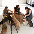Multi-Pet Overnight Home Boarding.