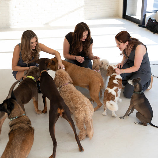 Multiple dogs socializing with caregivers during overnight home boarding at ATD Clubhouse in Montreal