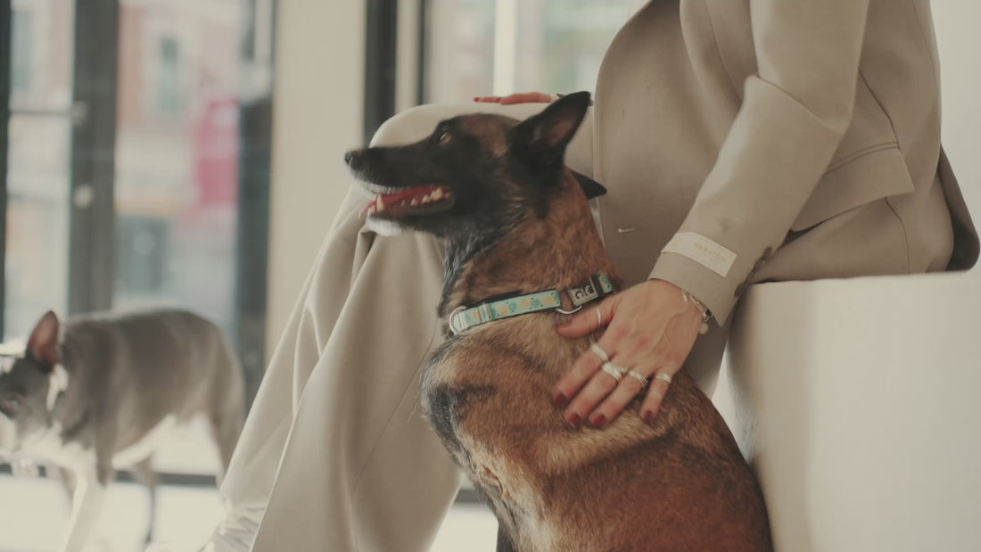 A well-dressed woman playing with several dogs while showcasing the interior of ATD Clubhouse, a modern dog care and grooming facility in Montreal.
