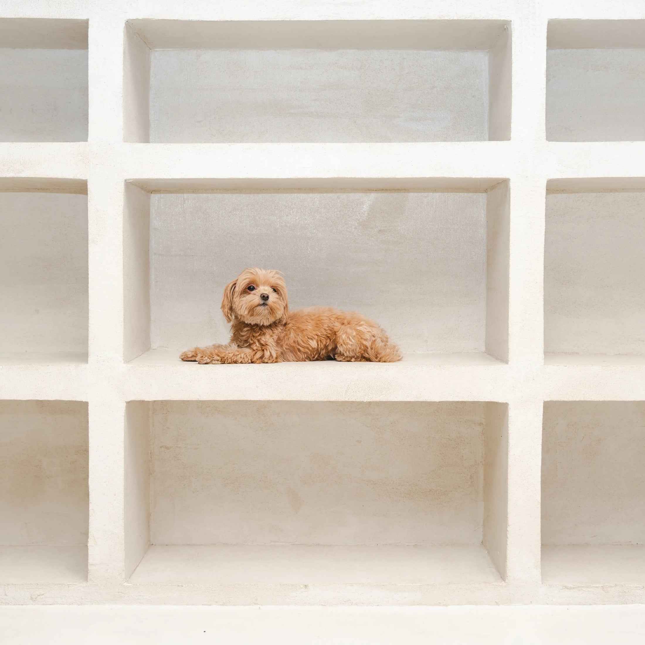 Small dog resting alone in a custom boarding nook at ATD Clubhouse in Montreal