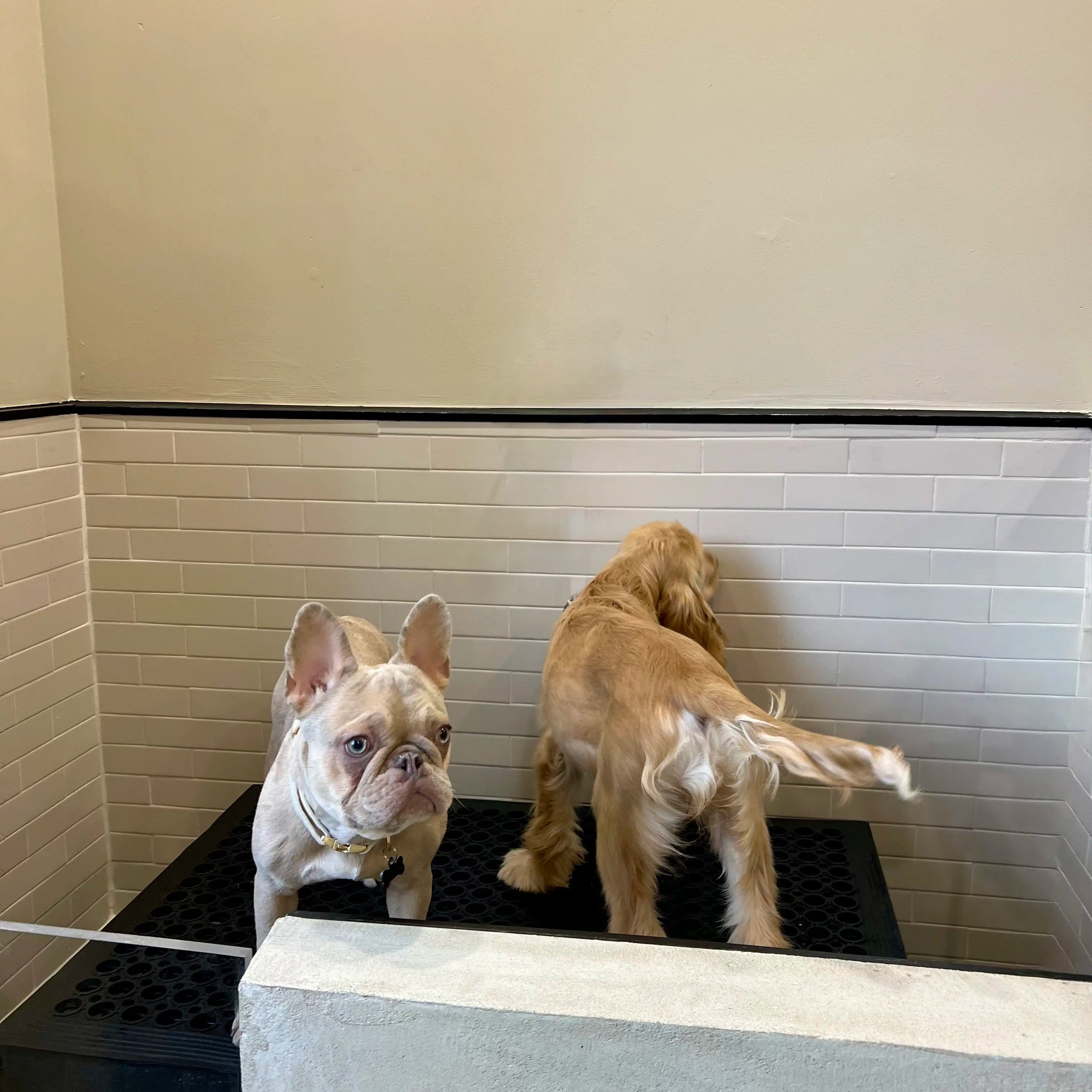 Puppy Socialization.