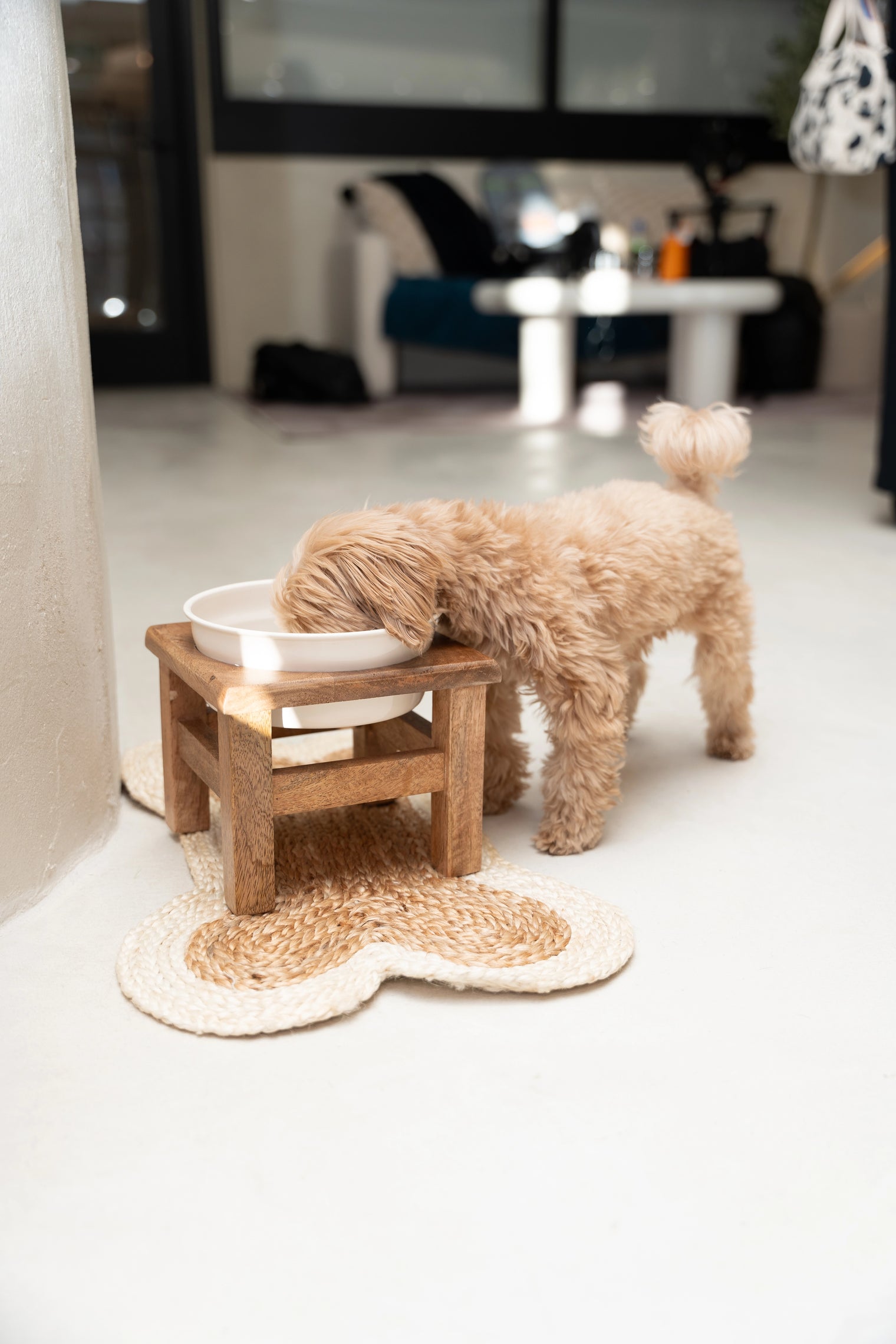 Small fluffy dog drinking water from an elevated bowl on a bone-shaped mat at a Montreal dog daycare