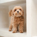 Fattoush's Tiny Dog Special – Daily Care for Dogs Under 10 lbs.