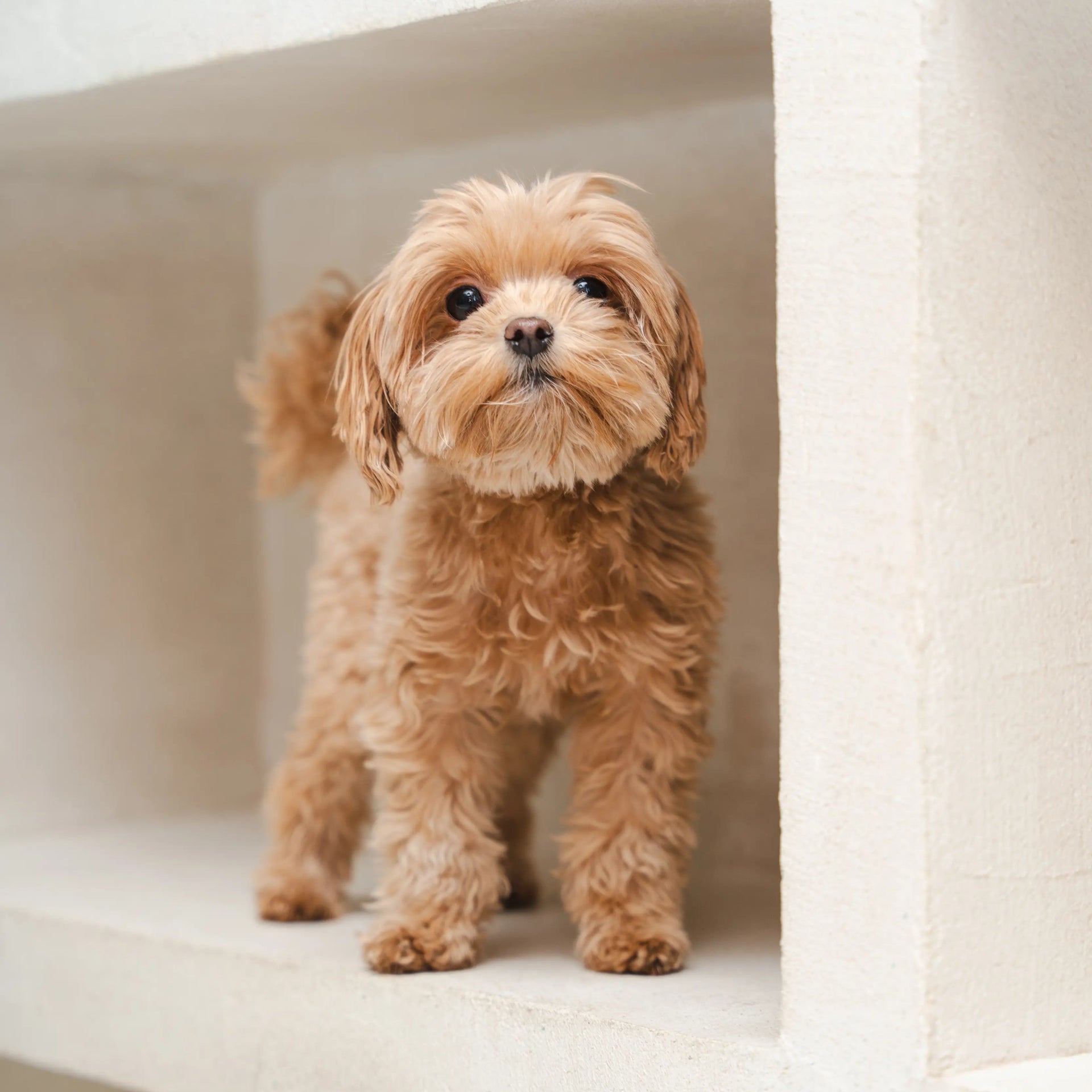 Fattoush's Tiny Dog Special – Daily Care for Dogs Under 10 lbs.
