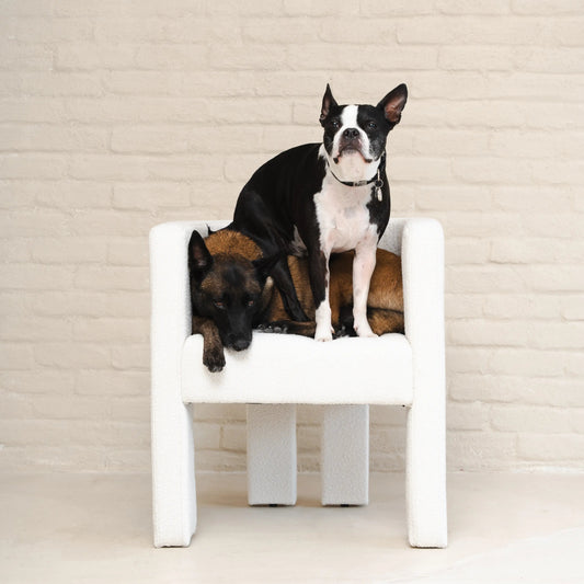 Small dog sitting confidently on larger dog on modern white chair at ATD Clubhouse Montreal