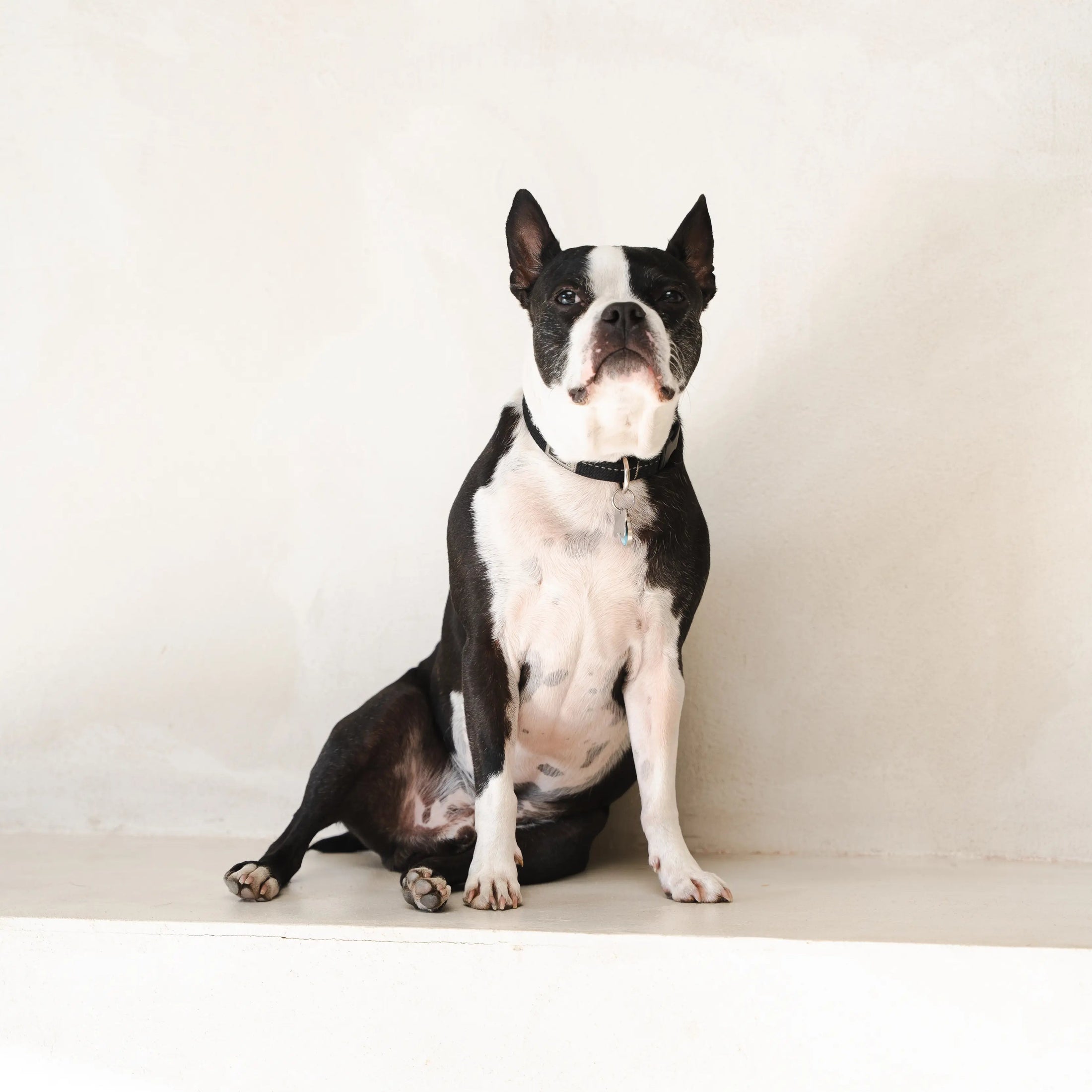 Boston Terrier sitting in dog daycare at ATD Clubhouse Montreal for yearly unlimited care package